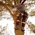 Tree Loppers Near Me