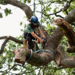 Tree Services
